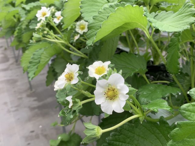 メッセージボード いちご狩り 朝摘み直販 春香園